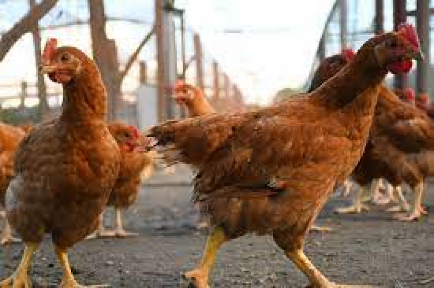 Zadar; Psi upali u dvorište i poklali 15 kokoši