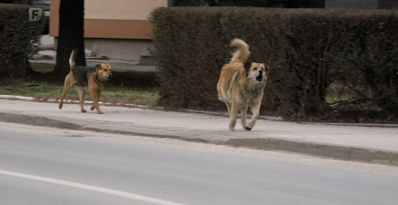Banjaluka: Pas se otrgnuo sa lanca i napao djecu