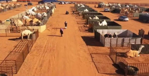 Ovo je saudijski specijalni hotel za kamile