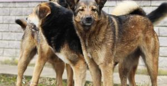 Čovjek preminuo nakon što su ga izujedali psi