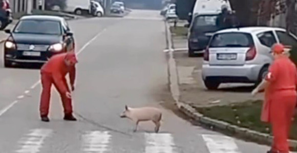 Prase pobeglo pred Božić, napravilo šou na Altini (VIDEO)