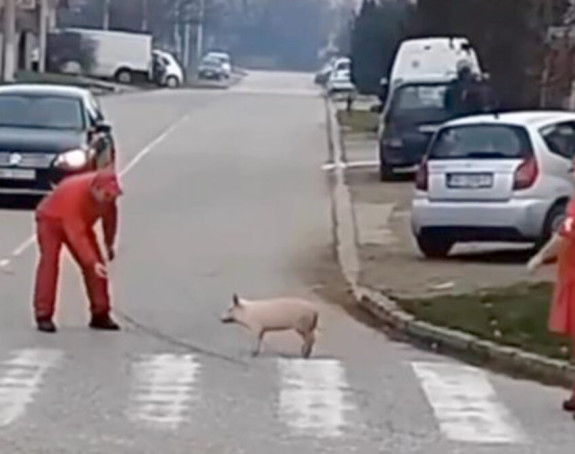 Prase pobeglo pred Božić, napravilo šou na Altini (VIDEO)