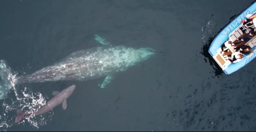 Туристи гледали јединствен призор: Рађање сивог кита