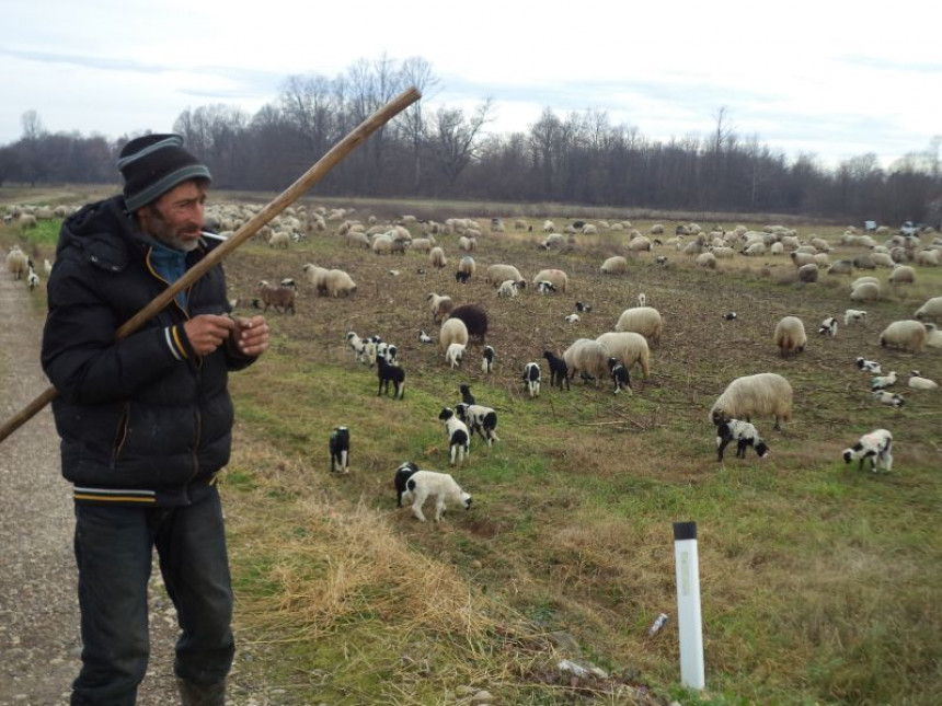 Змијанци са стадом "празновали" у Лијевчу пољу