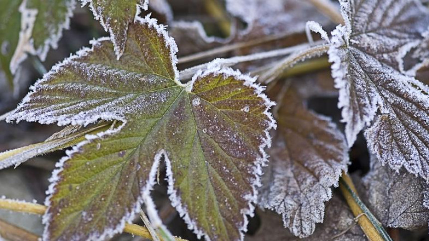 Danas maksimalne temperature od pet do 10 stepeni