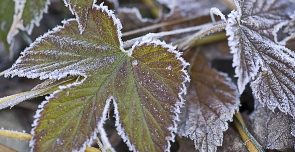 Danas maksimalne temperature od pet do 10 stepeni