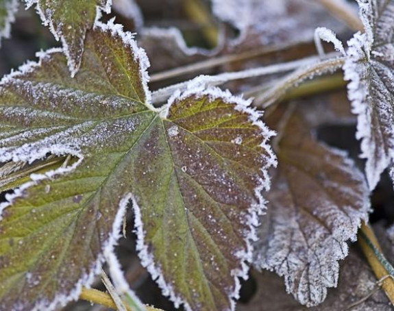 Danas maksimalne temperature od pet do 10 stepeni