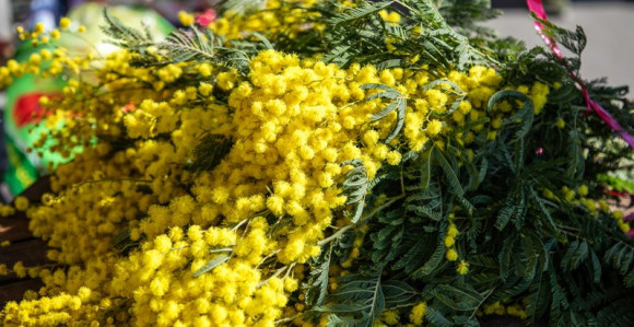 Praznik mimoze od 17. februara do 4. marta u H. Novom