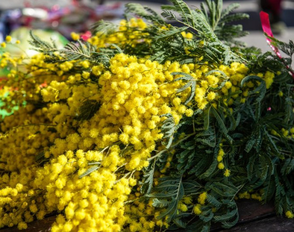 Praznik mimoze od 17. februara do 4. marta u H. Novom