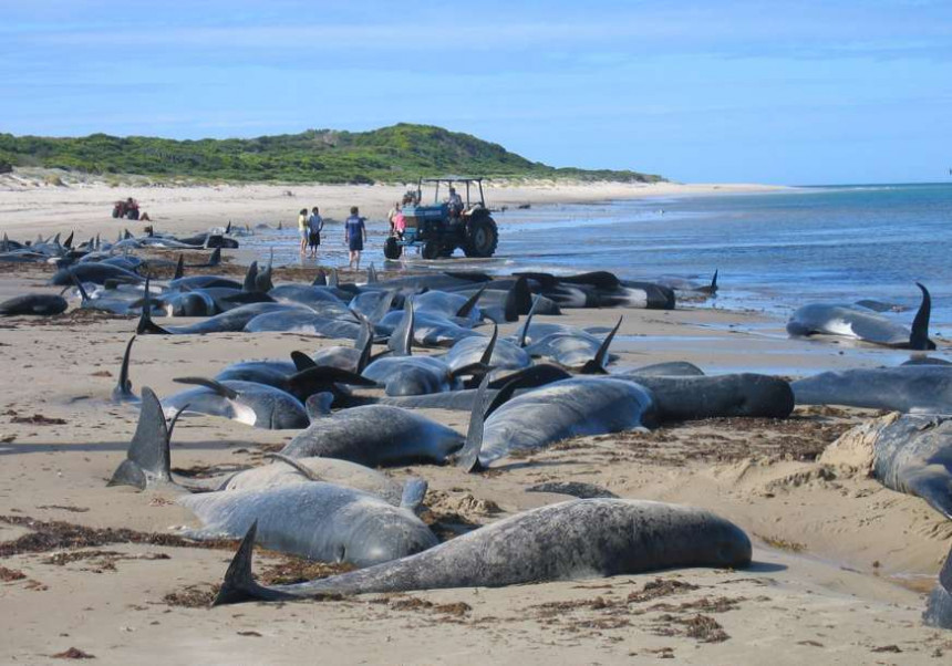 Stotine mrtvih delfina nasukano na francuskoj obali