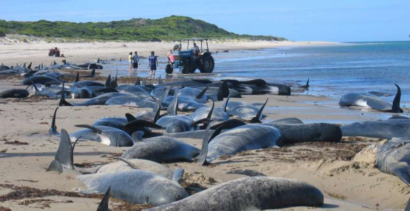 Stotine mrtvih delfina nasukano na francuskoj obali