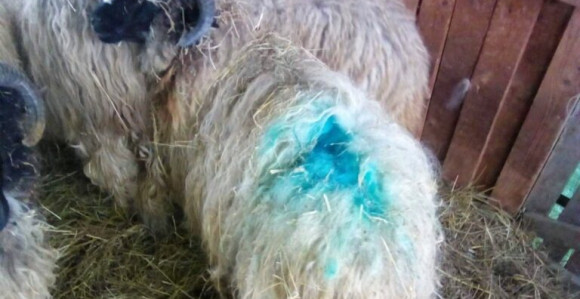 Vukovi upali u tor domaćina u selu Raškovac