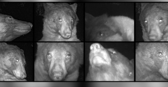 400 selfija: Medo, šta radiš? Fotkam se! (FOTO)