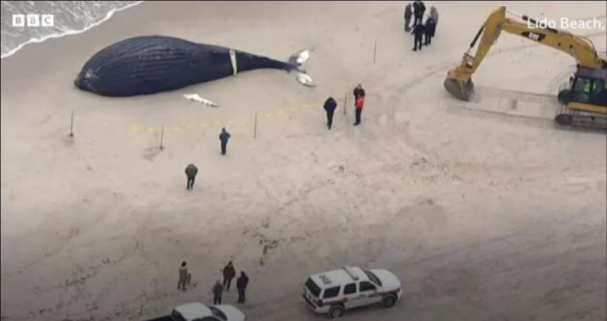 More na obalu izbacilo tijelo uginulog kita