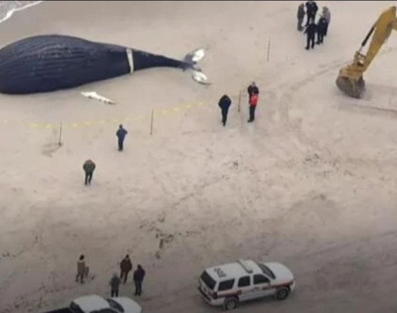 More na obalu izbacilo tijelo uginulog kita