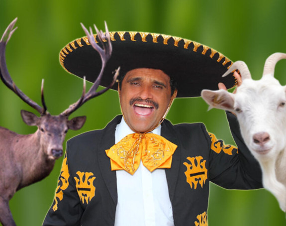 Директор зоо-врта у Мексику послужио патуљасте козе на новогодишњој забави