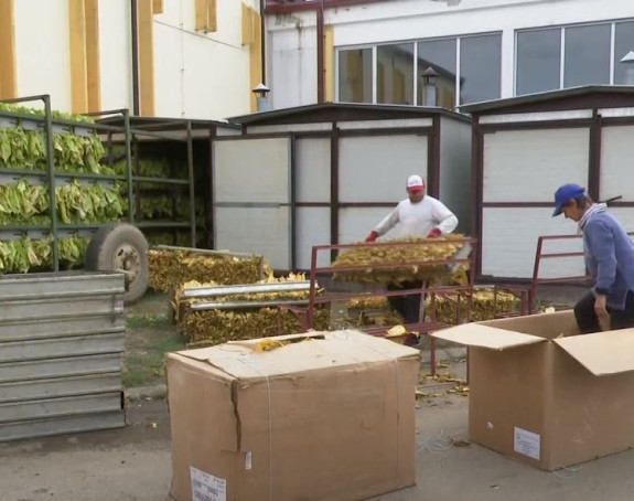 Понуђене веће откупне цијене за дуван у овој години