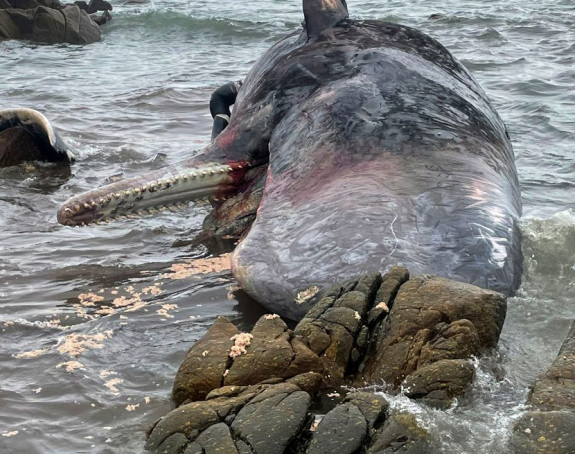 Pokrenuta istraga: Voda izbacila mrtve kitove na obalu