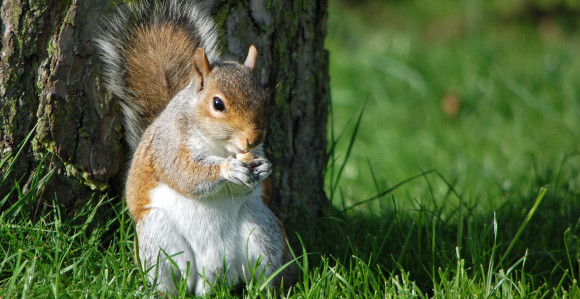 U Kini veverice će pomagati policiji da otkrivaju narkotike!