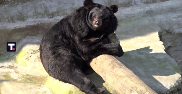 Medvjed izašao iz pećine i nije se vratio, stiže proljeće