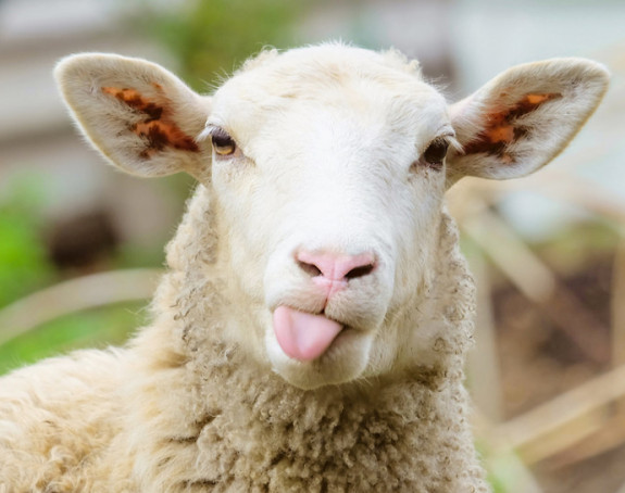 Pokušao da pobegne iz zatvora prerušen u ovcu pa ga uhvatili!