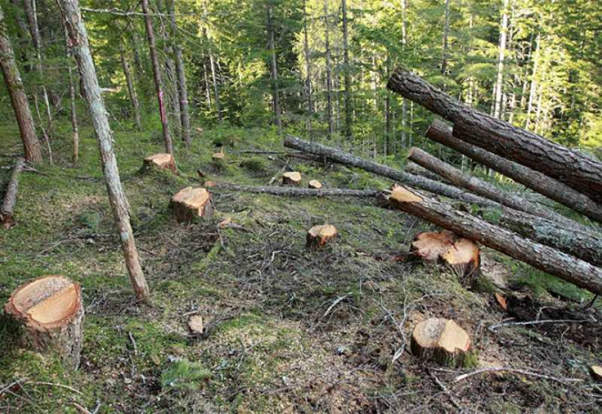 Paradoks u "Šume Srpske" - ogrev skuplji od trupaca
