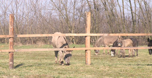 Ranč "Nirvana" kod Bijeljine - oaza mira i ljubavi