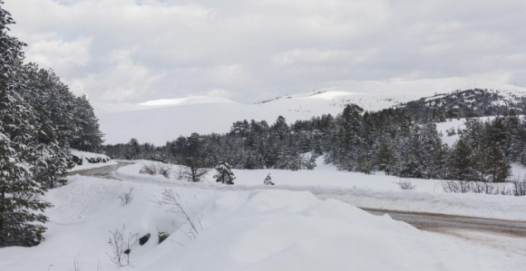 Hit snimak sa Zlatibora: Svinja uletjela na stazu