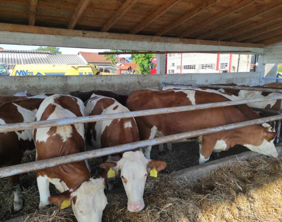 Mljekari Srpske traže hitnu akciju Savjeta ministara