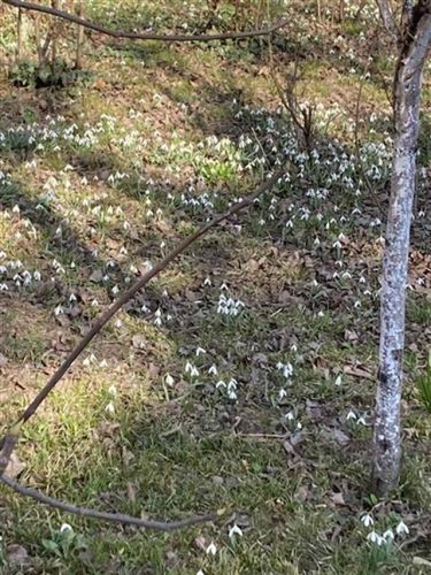 Prvi vjesnici proljeća, visibabe i jagorčevina