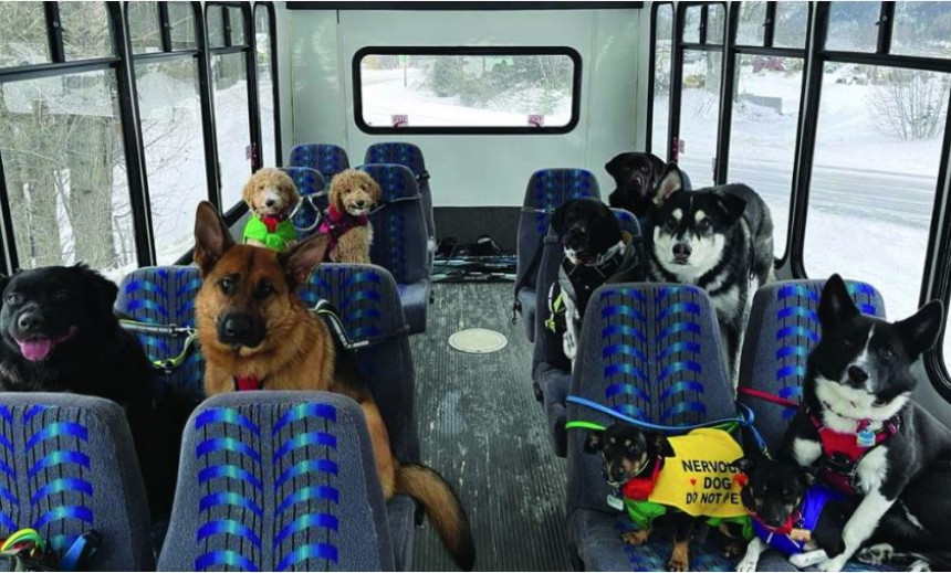 Аутобус у којем су путници само пси! (ВИДЕО)