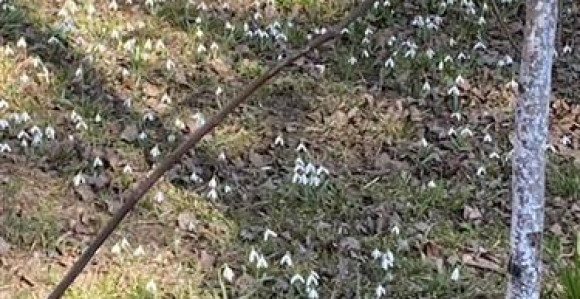 Prvi vjesnici proljeća, visibabe i jagorčevina