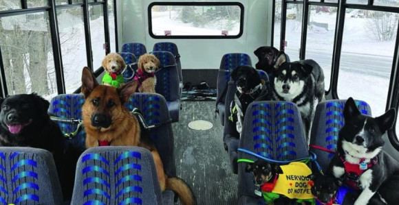 Autobus u kojem su putnici samo psi! (VIDEO)