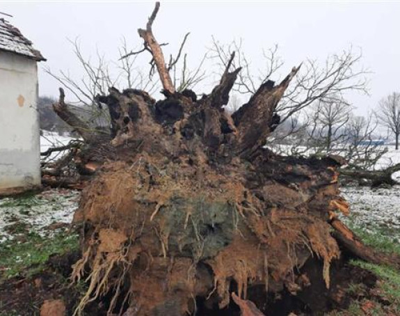 Obrušio se hrast koji je bio pod zaštitom države
