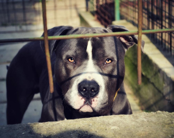 Novi napad psa u Banjaluci: Ženu ugrizao pitbul