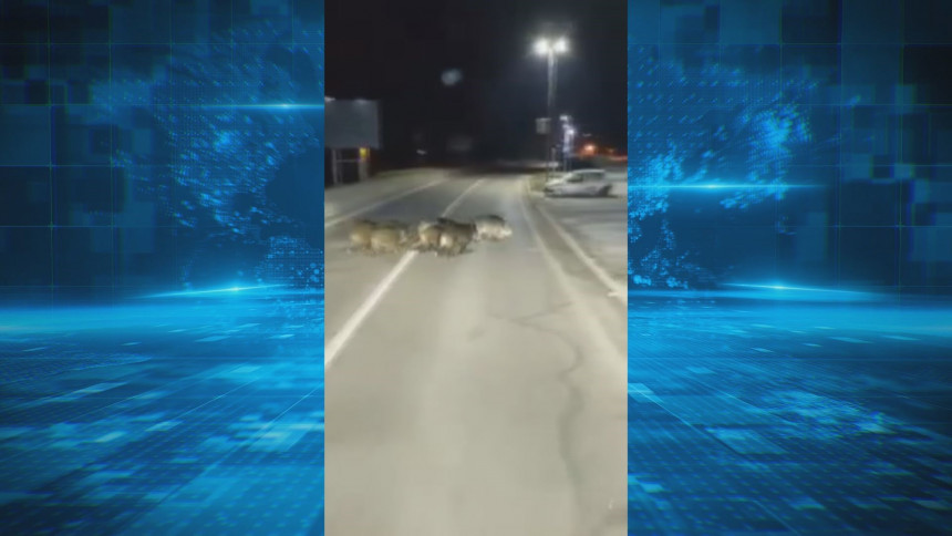 Divlje svinje u šetnji ulicama Zvornika (VIDEO)