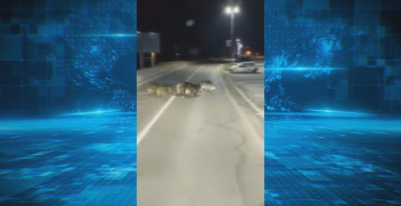 Divlje svinje u šetnji ulicama Zvornika (VIDEO)