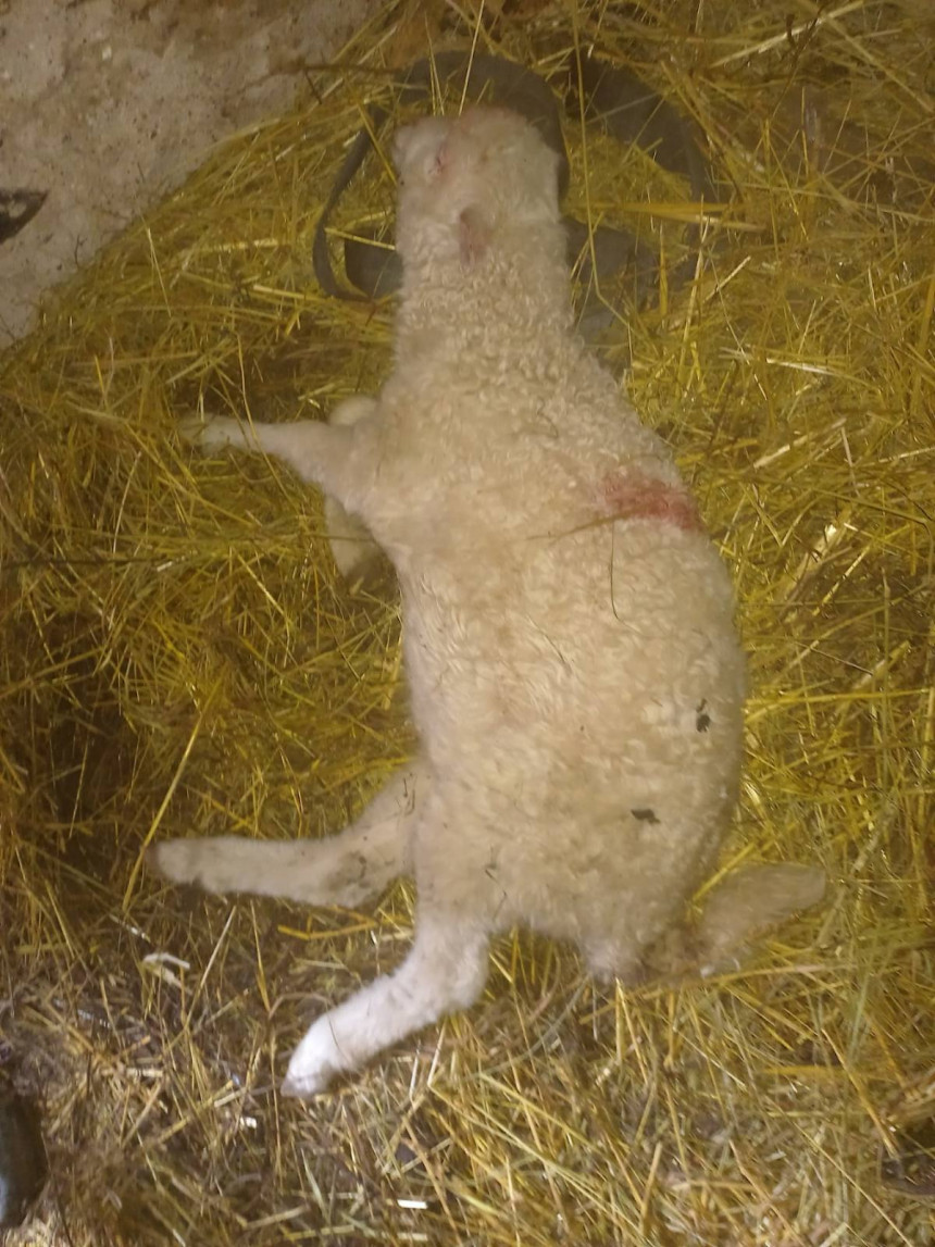 Jezivi prizori u Ljubiji, psi lutalice zaklali stado ovaca