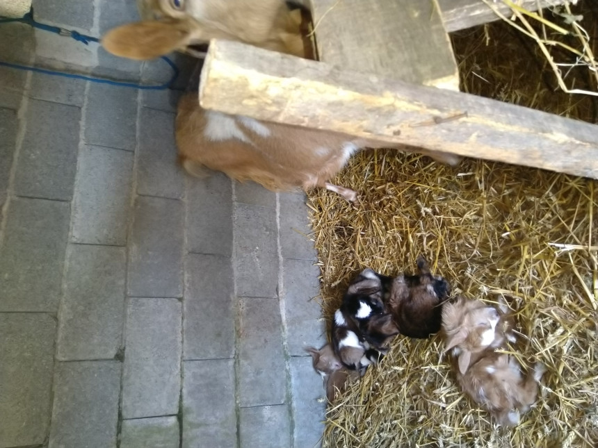 Lijepa vijest iz modričkog sela Koprivna