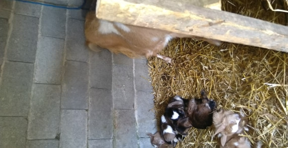 Lijepa vijest iz modričkog sela Koprivna