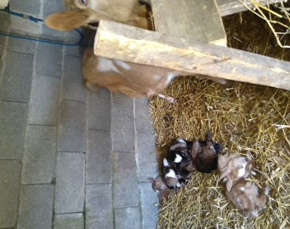 Лијепа вијест из модричког села Копривна