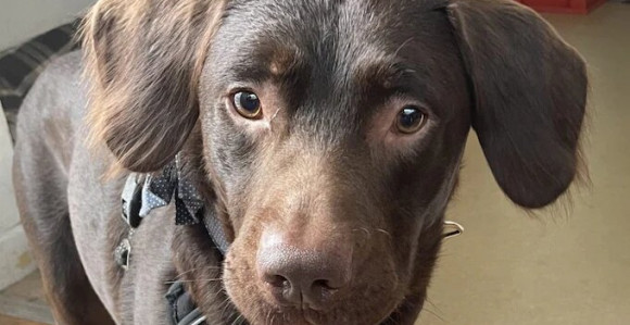 U Velikoj Britaniji pas izliječen od alkoholizma