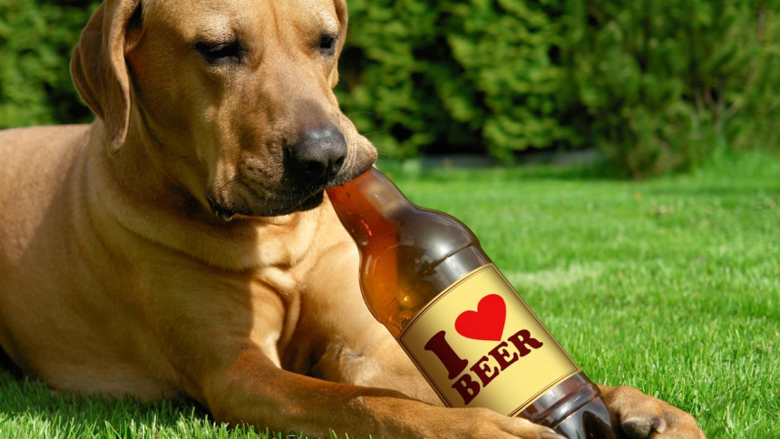 У Британији по први пут у свету пас лечен од алкохолизма!
