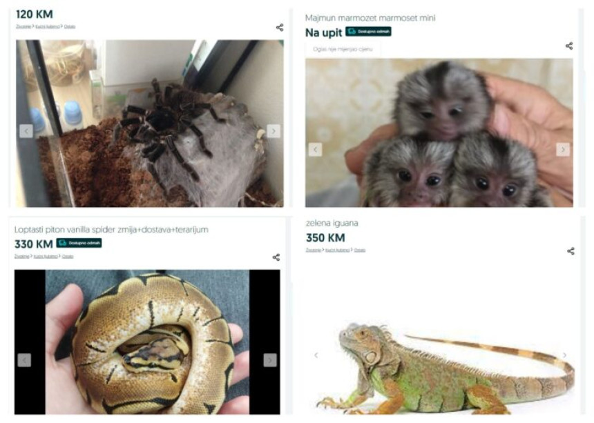 Cvjeta crno tržište životinja u BiH: Piton 350 KM