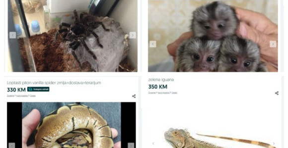 Cvjeta crno tržište životinja u BiH: Piton 350 KM