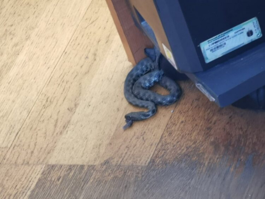 Бањалука: Змија у просторијама УИО, радници премјештени
