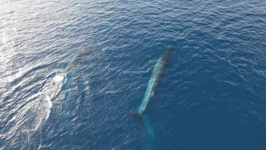 Kolumbijac snimio jato kitova koje plovi Jadranom