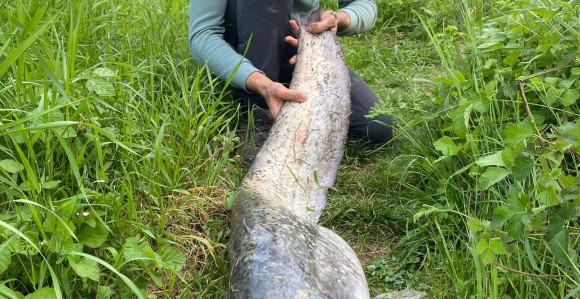 Očuvanje prirode najvažnije: Ulovio pa pustio soma