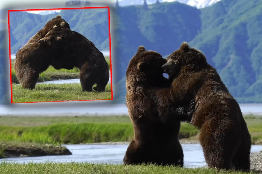 Pogledajte obračun dva ogromna grizlija na Aljasci!