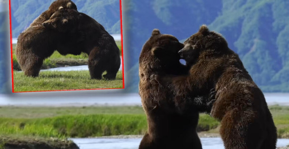 Pogledajte obračun dva ogromna grizlija na Aljasci!